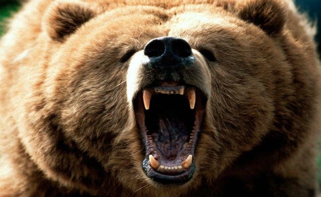 भालू मारने को वन विभाग से लगाई गुहार