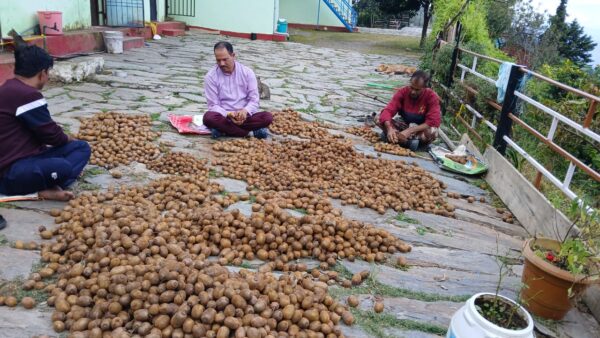 पहाड़ की आत्मनिर्भरता का नया अध्याय : पातल के कुलदीप जोशी ने कीवी से बदली तकदीर!