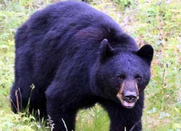 वन्यजीवों की सक्रियता पर टोल फ्री नंबर 1926 पर करें संपर्क