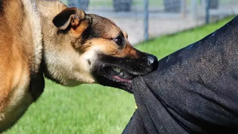 कोटद्वार में कलालघाटी और आसपास कई लोगों को कुत्ते ने काटा, एंटी रैबीज वैक्सीन लगवाने वालों की लगी भीड़