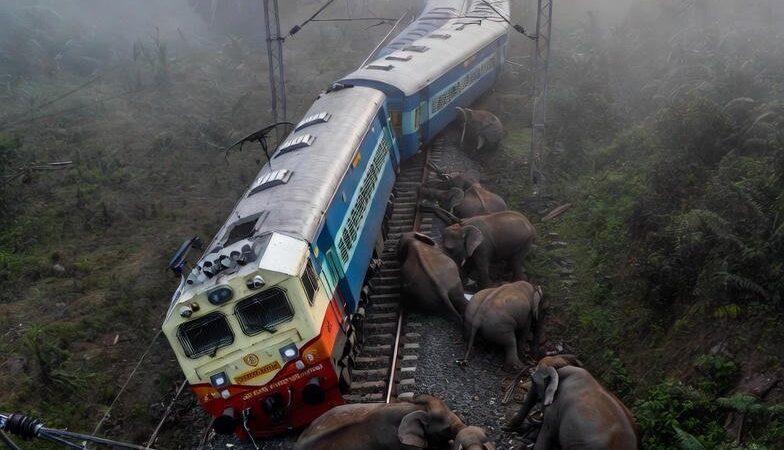 असम में दर्दनाक हादसा : राजधानी एक्सप्रेस की चपेट में आए हाथियों के झुंड, 8 की मौत; इंजन सहित 5 डिब्बे पटरी से उतरे