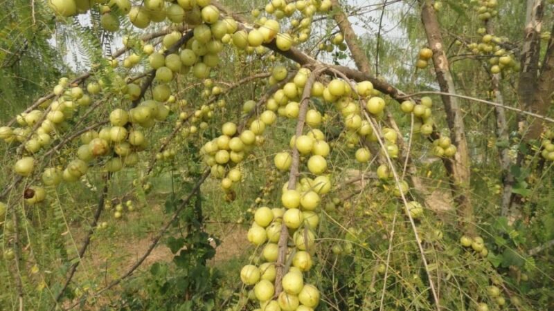 Skin Care Tips : महंगे ब्यूटी प्रोडक्ट्स छोड़ें! बस एक आंवला देगा दूध जैसा निखार, जानें इसके जादुई फायदे