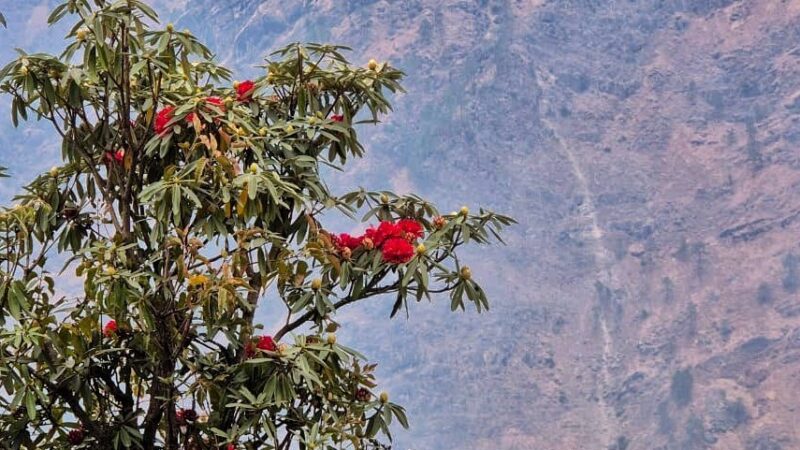 चमोली की वादियों में समय से पूर्व खिलने लगे बुरांश