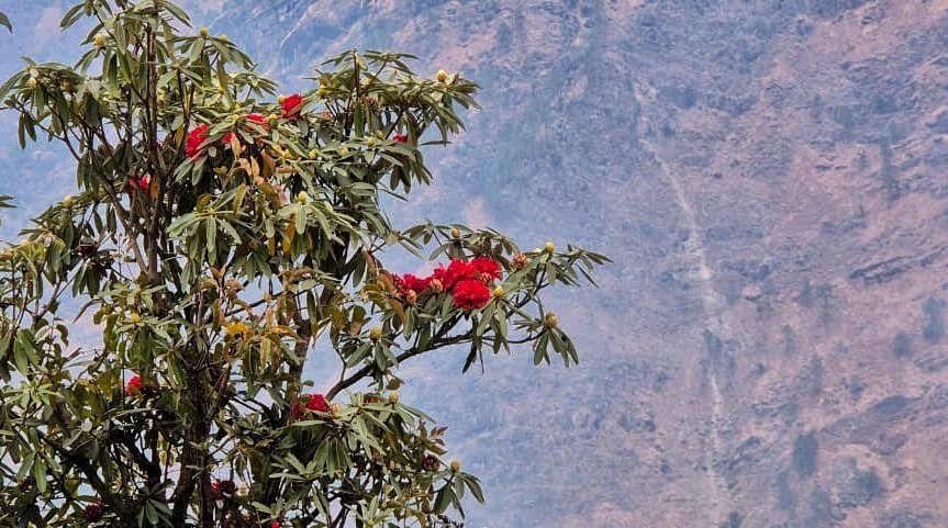 चमोली की वादियों में समय से पूर्व खिलने लगे बुरांश