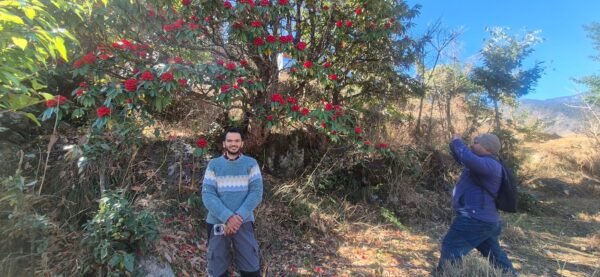 विरासत की लालिमा : ज्योतिर्मठ में आयुष सती के बगीचे में महक रहे बुरांश