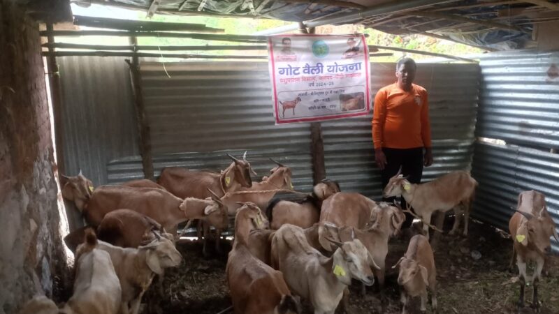 पशुपालन योजनाओं से ग्रामीणों को मिला स्वरोजगार, गांव में रहकर मजबूत कर रहे आर्थिकी