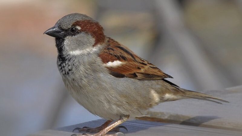 विश्व गौरैया दिवस : नन्ही चिड़िया के संरक्षण का संकल्प, पर्यावरण संतुलन की महत्वपूर्ण कड़ी है गौरैया