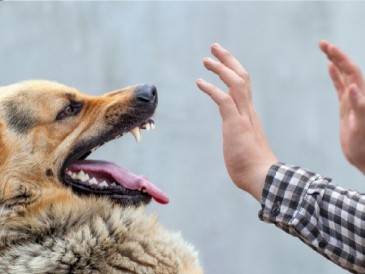देहरादून नगर निगम सख्त : पालतू श्वान पॉलिसी 2025 लागू, बंदरों व आवारा पशुओं पर कार्रवाई तेज 