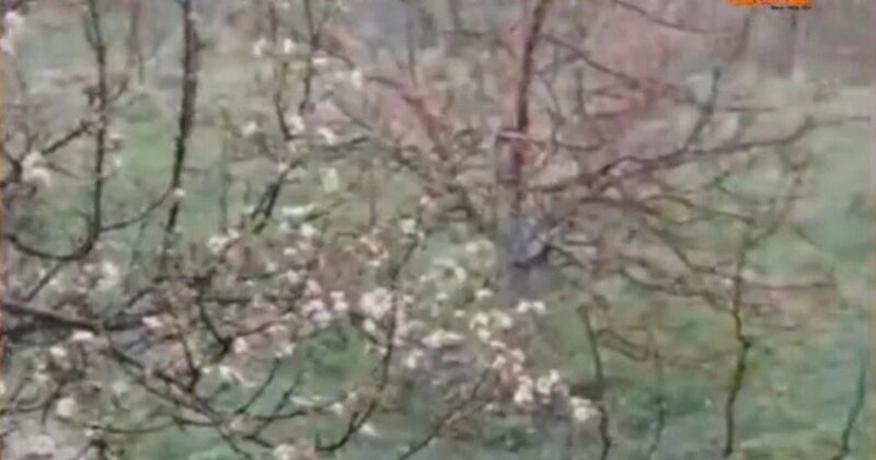 औलावृष्टि का कहर : बंगाण क्षेत्र में सेब की फसल तबाह, 15–20 गांव प्रभावित