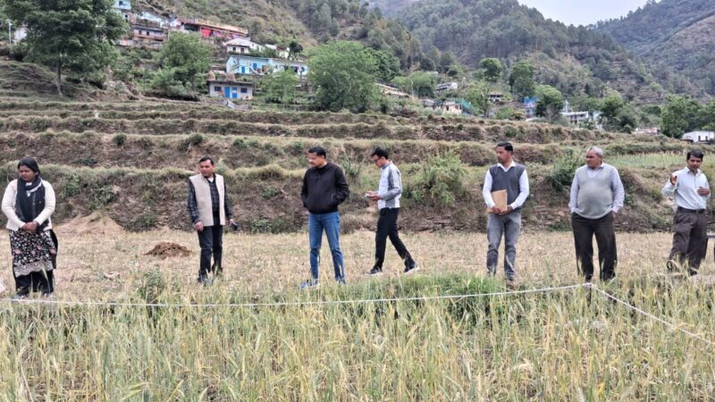 गेहूं की क्रॉप कटिंग में 30 वर्ग मीटर में 4.6 किलो उत्पादन दर्ज