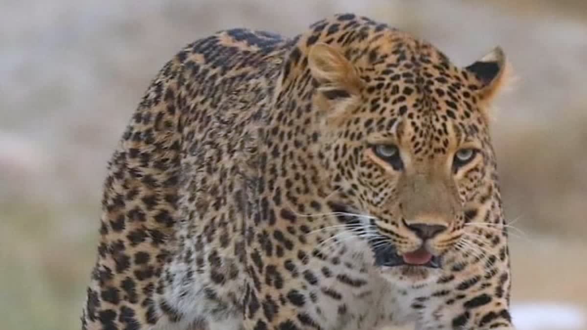 पौड़ी गढ़वाल : घास काटने गई बुजुर्ग महिला को गुलदार ने बनाया निवाला, गांव में दहशत