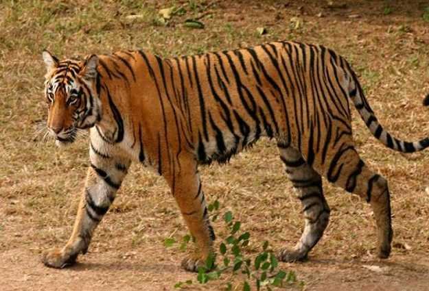 बाघ के हमले से युवक की मौत, ग्रामीणों में आक्रोश