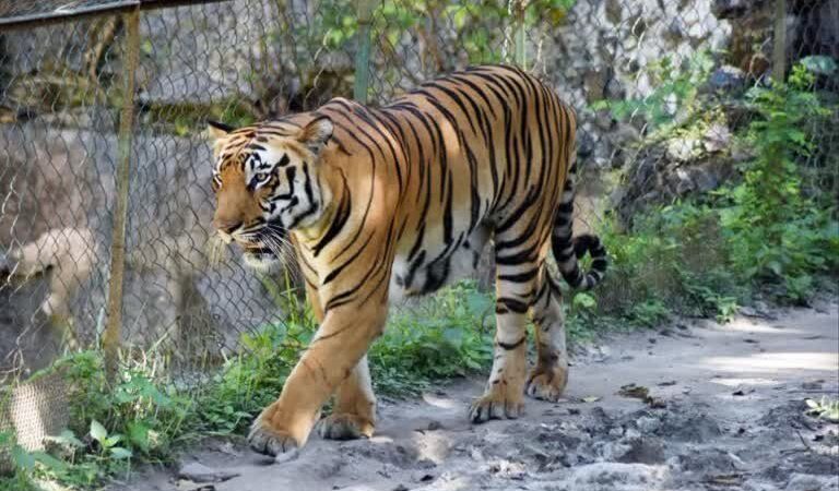 दहशत : रौता गांव में बाघ का हमला, एक व्यक्ति घायल