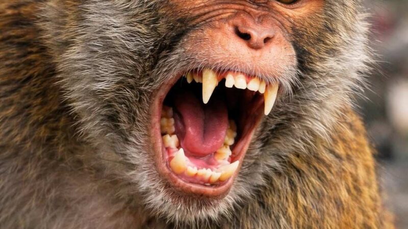 नगर क्षेत्र में बंदरों का बढ़ता आतंक, लोगों ने पिंजरे लगाने की मांग उठाई