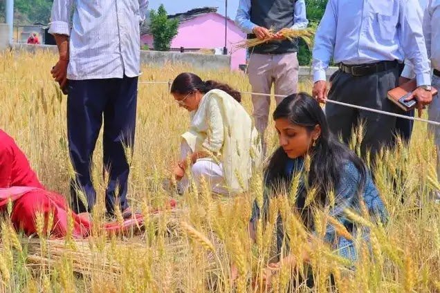 क्रॉप कटिंग प्रयोग में शामिल हुई डीएम स्वाति एस. भदौरिया, ग्रामीणों संग सहभागिता से बढ़ाया विश्वास और उत्साह