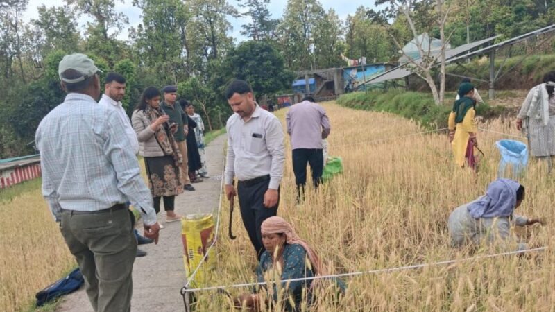 क्रॉप कटिंग प्रक्रिया का सीडीओ वरूणा अग्रवाल ने किया निरीक्षण, किसानों को मिले मेहनत का सही मूल्यांकन