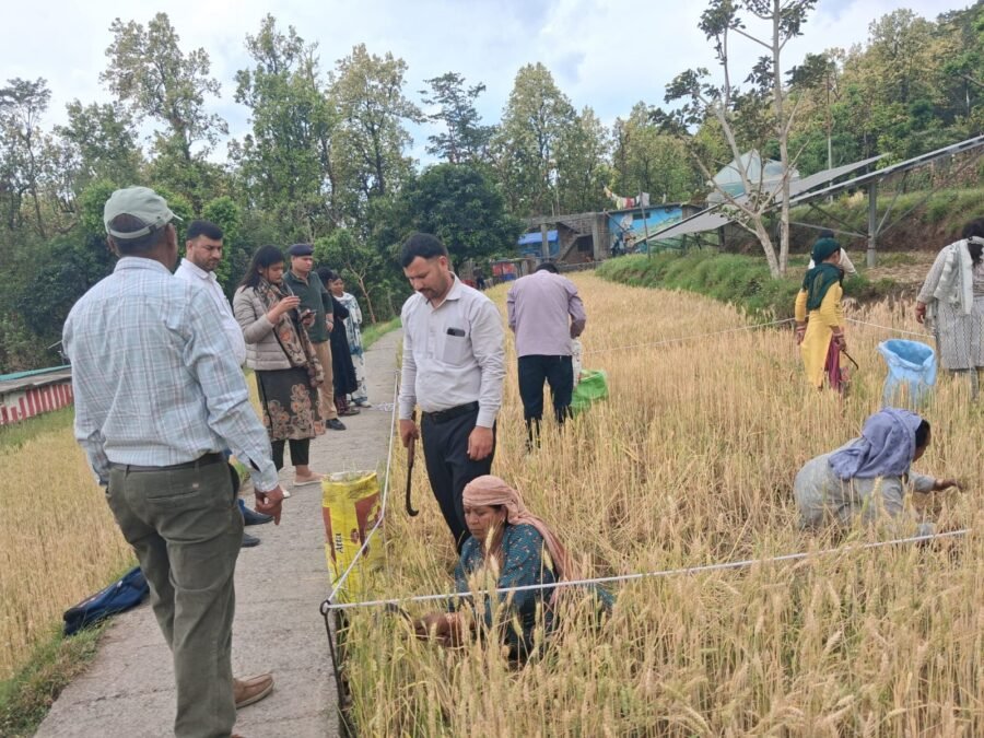 क्रॉप कटिंग प्रक्रिया का सीडीओ वरूणा अग्रवाल ने किया निरीक्षण, किसानों को मिले मेहनत का सही मूल्यांकन