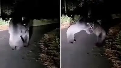 पिथौरागढ़ : थल-डीडीहाट रोड पर दो भालुओं की जबरदस्त भिड़ंत, वायरल वीडियो से दहशत में लोग