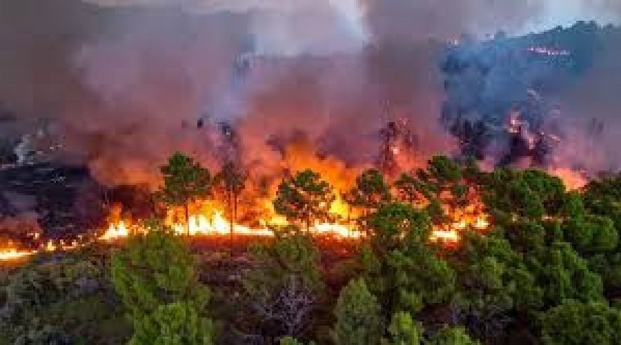 उत्तराखंड : जंगल की आग ने दुकान को लिया चपेट में, लाखों का सामान जलकर राख
