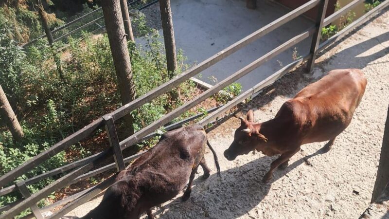 पौड़ी में निराश्रित गोवंश पर सख्त कार्रवाई, सीसीटीवी से होगी निगरानी