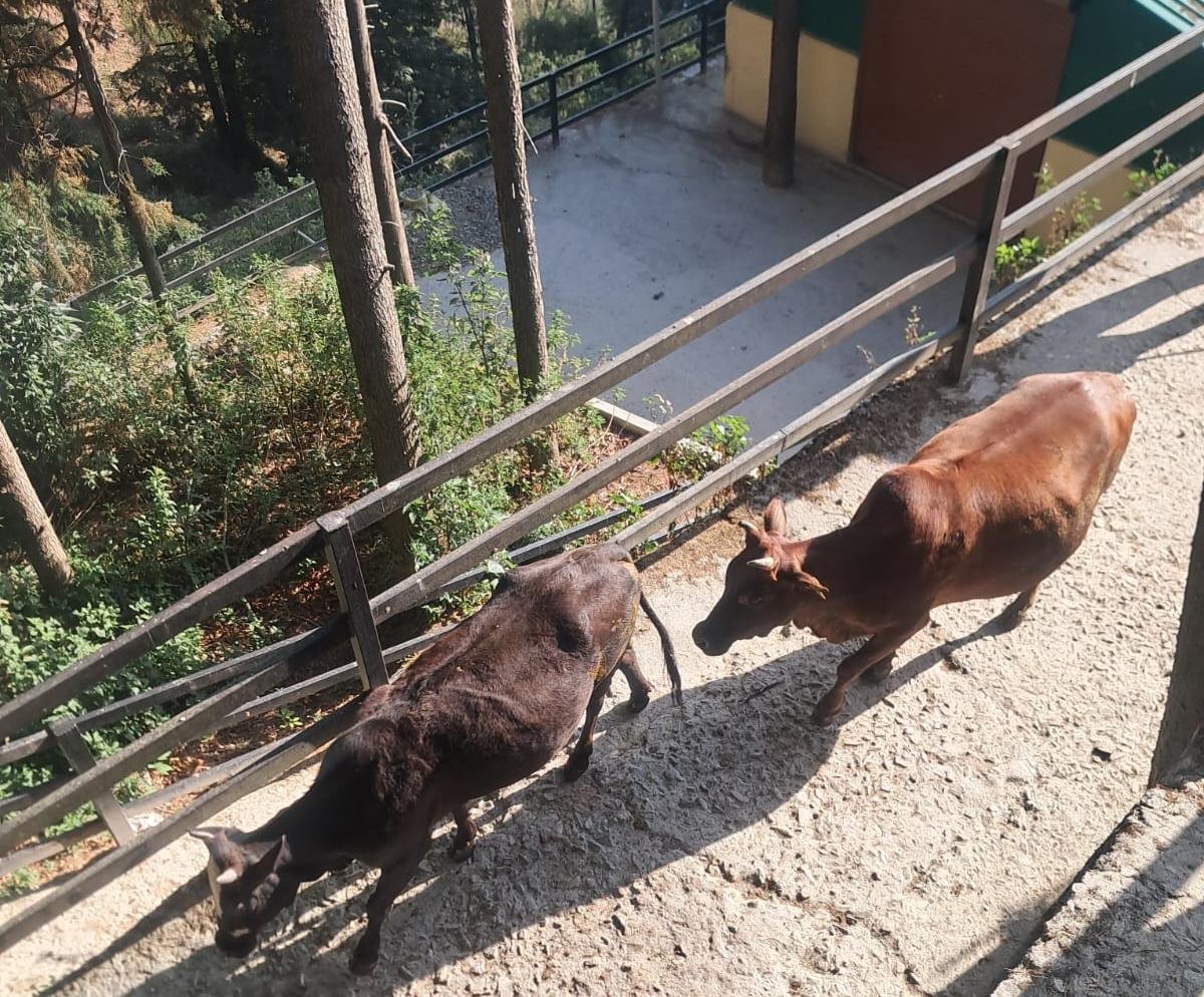 पौड़ी में निराश्रित गोवंश पर सख्त कार्रवाई, सीसीटीवी से होगी निगरानी