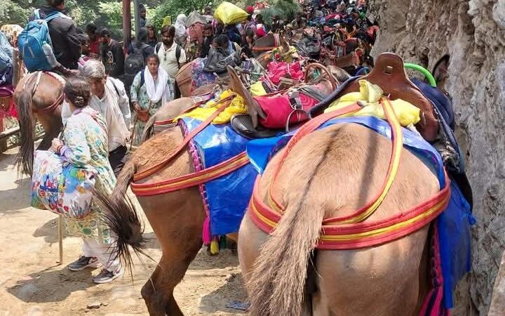 चारधाम यात्रा मार्गों पर घोड़ा-खच्चरों के संचालन के लिए नई एसओपी लागू, पशु कल्याण और सुरक्षा पर सख्ती