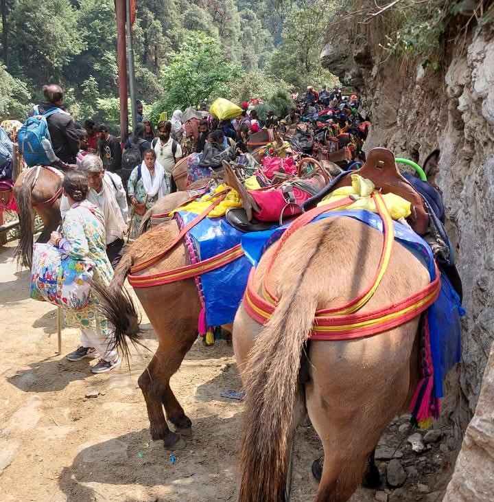 चारधाम यात्रा मार्गों पर घोड़ा-खच्चरों के संचालन के लिए नई एसओपी लागू, पशु कल्याण और सुरक्षा पर सख्ती