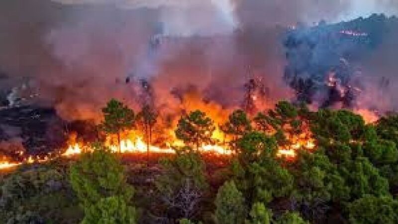 उत्तराखंड : जंगल की भीषण आग बस्ती और हाईवे तक पहुंची, गेस्ट हाउस से 70 यात्रियों को सुरक्षित निकाला गया