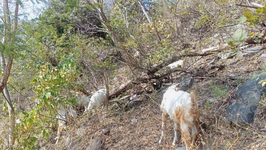 गोट वैली से बदली तकदीर : देवन गांव की पूजा कंडारी बनीं आत्मनिर्भर, पशुपालन बना सहारा