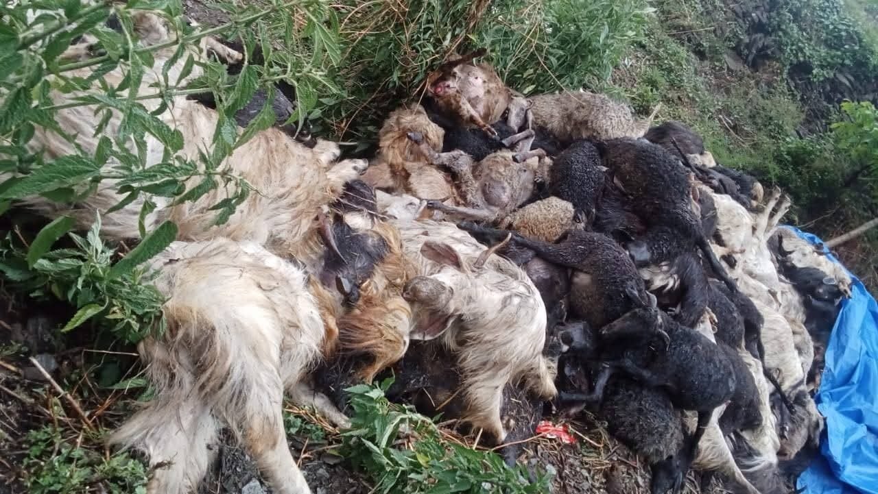 आकाशीय बिजली का कहर, 400 से ज्यादा बकरियां जिंदा दफन