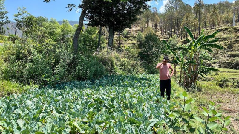 आधुनिक खेती से आत्मनिर्भर बने नरेश भट्ट, गांव में रोजगार की नई मिसाल