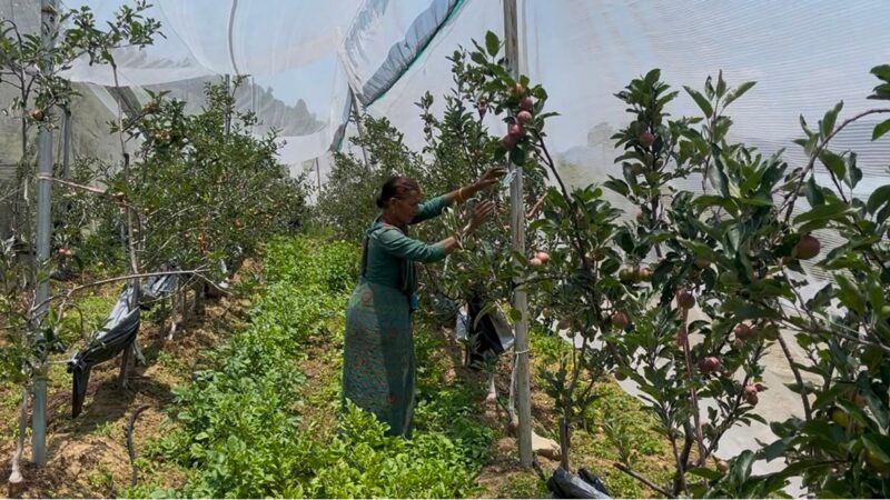 पौड़ी गढ़वाल : जमरिया के दो किसानों ने सेब बागवानी से लिखी आत्मनिर्भरता की नई कहानी