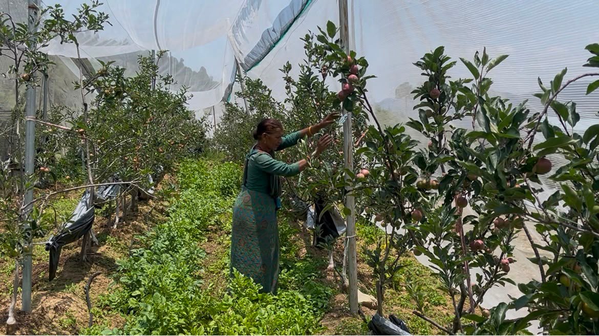 पौड़ी गढ़वाल : जमरिया के दो किसानों ने सेब बागवानी से लिखी आत्मनिर्भरता की नई कहानी