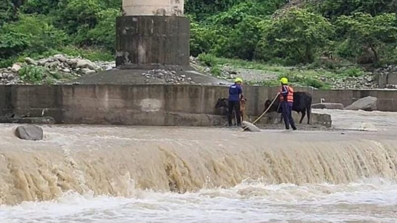 फायर यूनिट कोटद्वार ने सिद्धबली पुल के नीचे फंसे दो गौवंश का किया सफल रेस्क्यू
