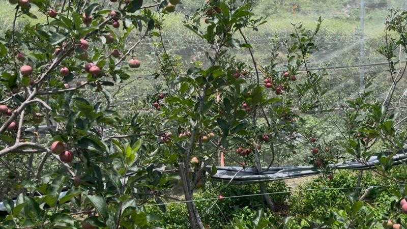 सरकारी योजनाओं और आधुनिक तकनीक से हर वर्ष चार से पांच लाख रुपये का शुद्ध लाभ, युवाओं के लिए बने प्रेरणास्रोत