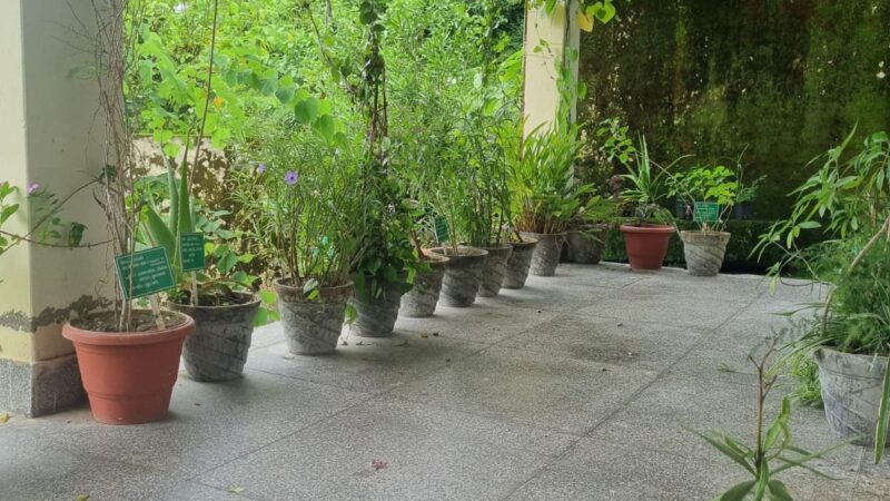 डीएम स्वाति एस. भदौरिया के निर्देशन में औषधीय एवं सुगंधित पौधों के रोपण से पर्यावरण संरक्षण और जनस्वास्थ्य को मिल रही नयी दिशा