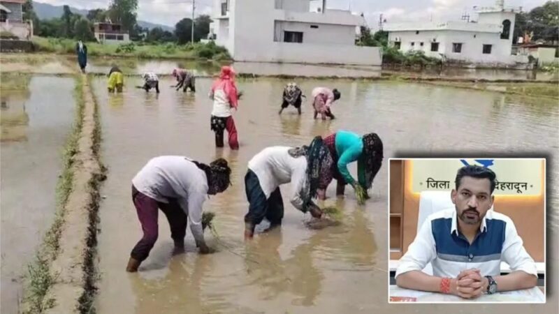 विलुप्त होती दून बासमती की खुशबू फिर लौटेगी; मुख्यमंत्री के संकल्प, जिला प्रशासन की पहल और किसानों की मेहनत से पारंपरिक बासमती के पुनर्जीवन की जगी उम्मीद