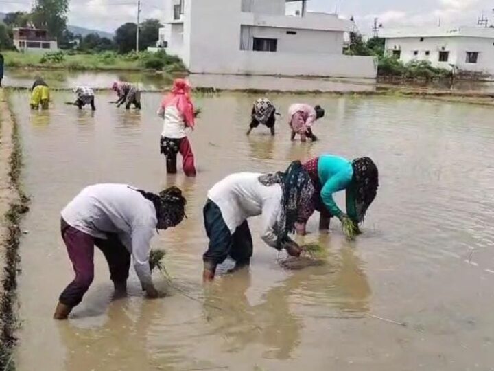 फिर लौटेगी विलुप्त होती दून बासमती की खुशबू, सफल ट्रायल के बाद 2.2 दून बासमती की रोपाई शुरू, 160 किसानों ने 75 हेक्टेयर में संभाली खेती की कमान