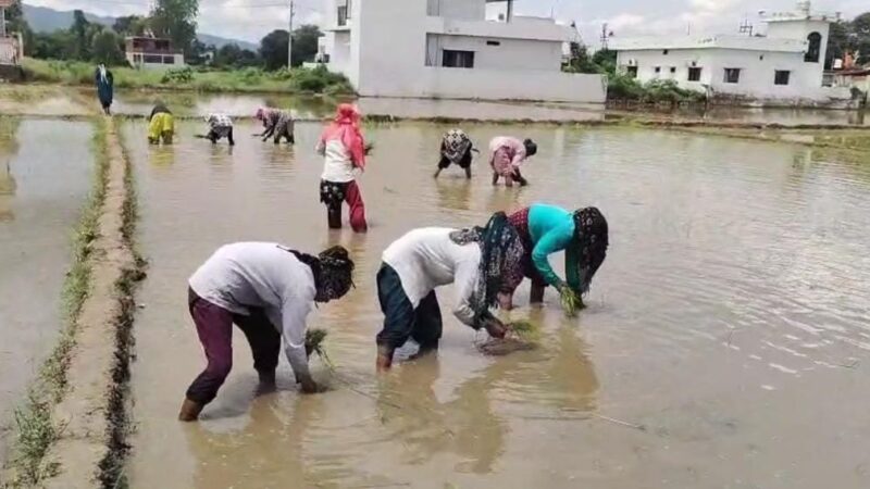 फिर लौटेगी विलुप्त होती दून बासमती की खुशबू, सफल ट्रायल के बाद 2.2 दून बासमती की रोपाई शुरू, 160 किसानों ने 75 हेक्टेयर में संभाली खेती की कमान