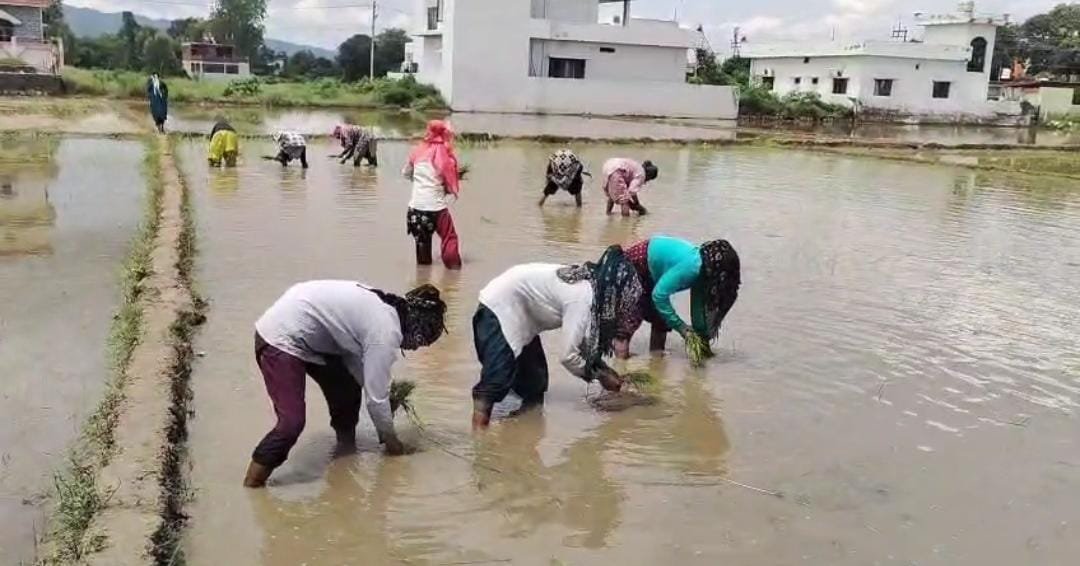 फिर लौटेगी विलुप्त होती दून बासमती की खुशबू, सफल ट्रायल के बाद 2.2 दून बासमती की रोपाई शुरू, 160 किसानों ने 75 हेक्टेयर में संभाली खेती की कमान
