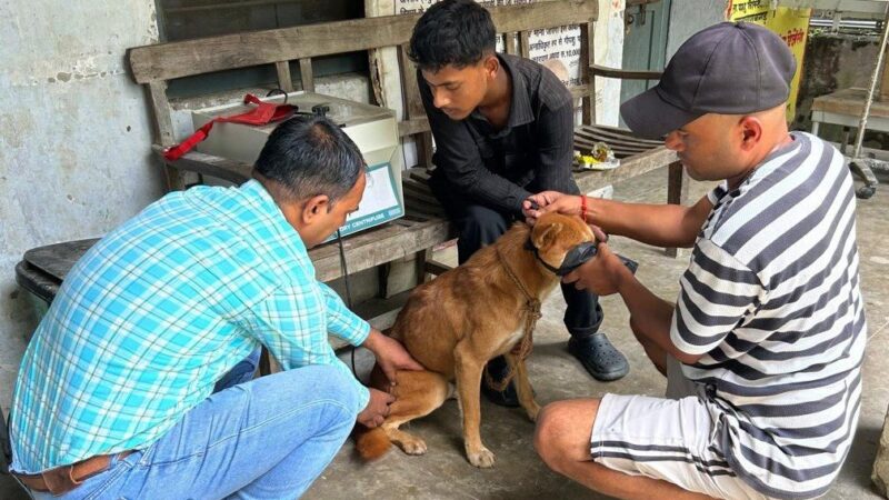 कुत्तों के हमले से दहशत, नारायणबगड़ में रेस्क्यू-टीकाकरण अभियान तेज