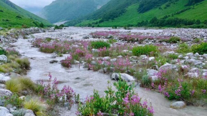 विश्व प्रसिद्ध फूलों की घाटी में पर्यटकों का नया रिकॉर्ड, दो माह में ही टूटा सभी वर्षों का आंकड़ा