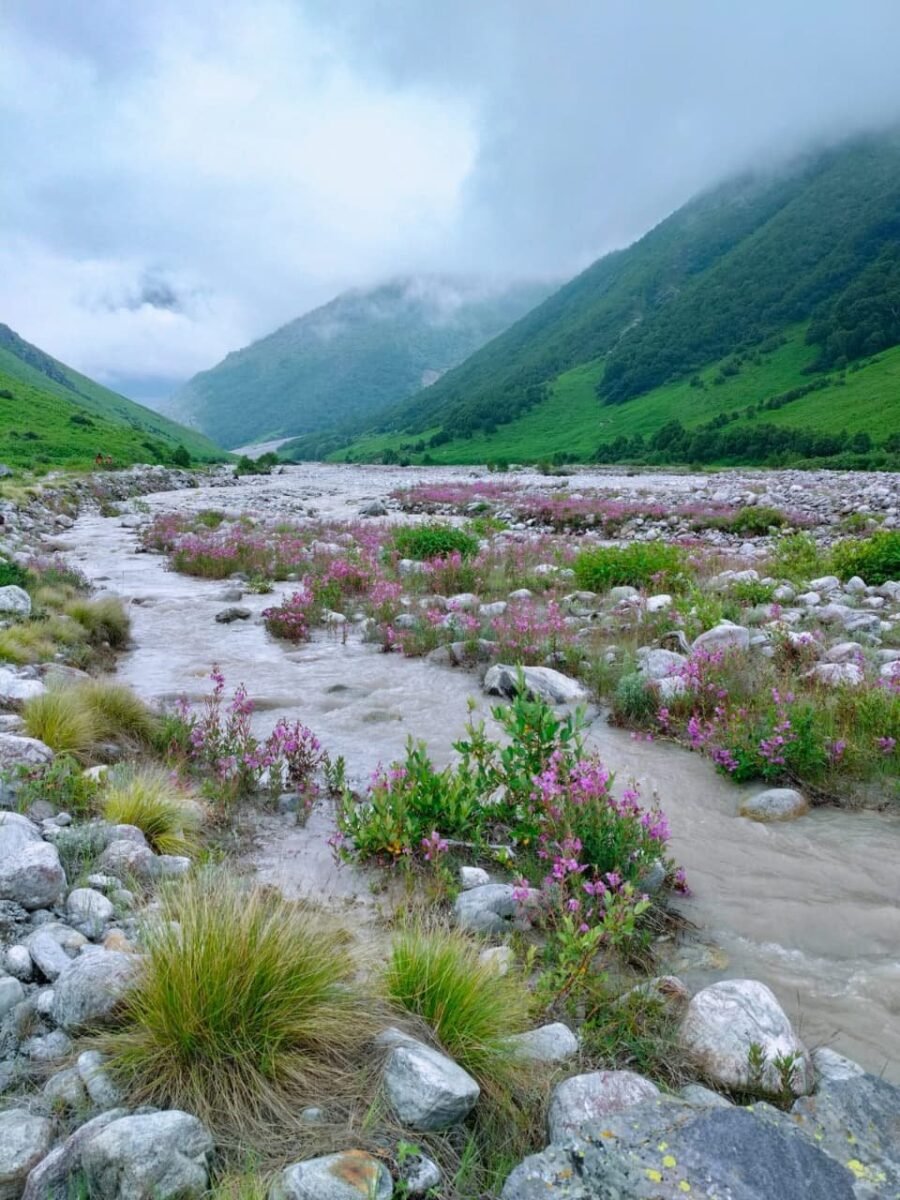 विश्व प्रसिद्ध फूलों की घाटी में पर्यटकों का नया रिकॉर्ड, दो माह में ही टूटा सभी वर्षों का आंकड़ा