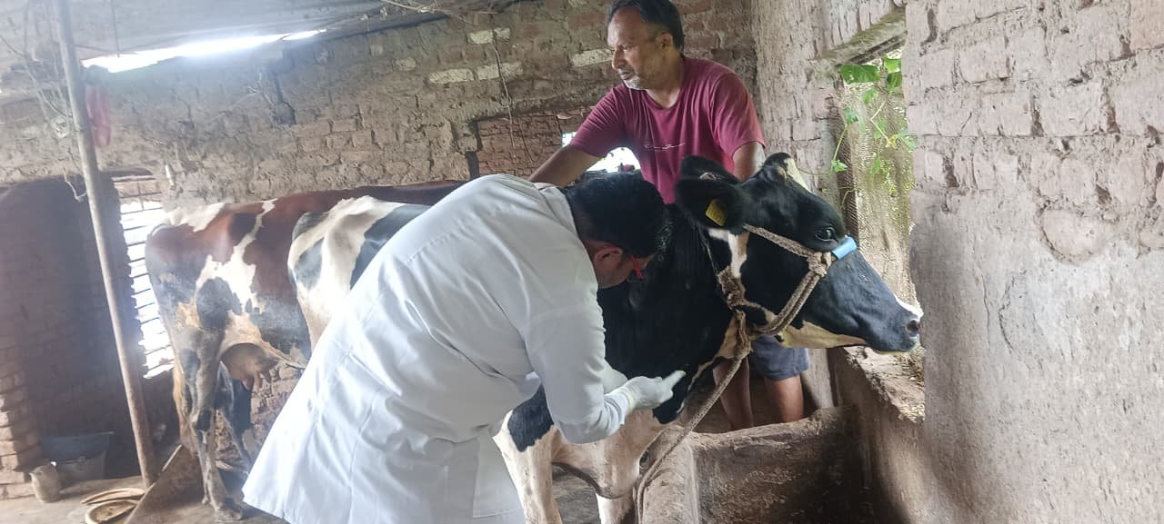 गोवंशीय एवं महिषवंशीय पशुओं में लंपी स्किन डिजीज जैसे लक्षण, पशुपालन विभाग अलर्ट