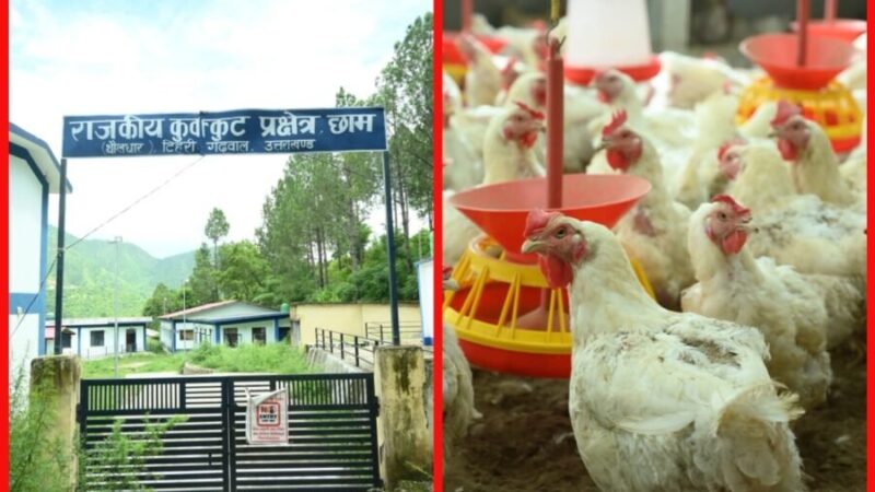 टिहरी : छाम की राजकीय ब्रॉयलर हैचरी बनी किसानों की आय बढ़ाने का मजबूत आधार, गुणवत्तापूर्ण चूजों से कुक्कुट पालन को मिल रही नई उड़ान