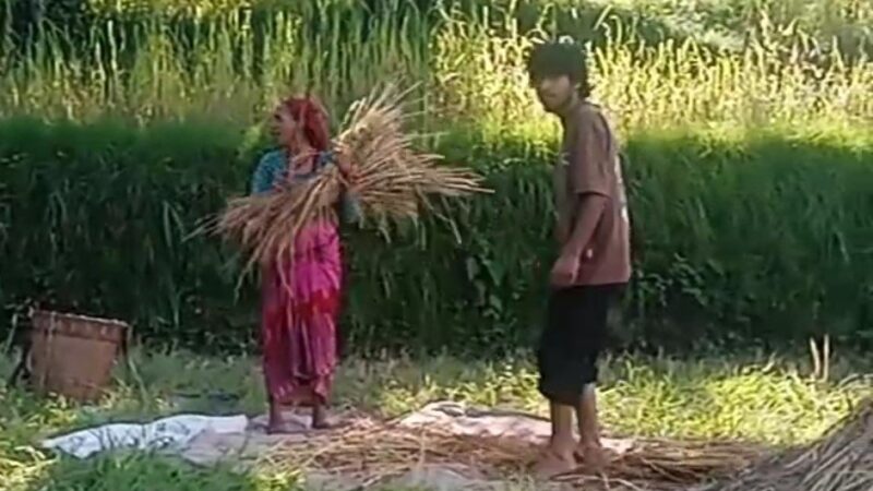 जंगली सूअरों ने उजाड़ी फसल, धूप की हर किरण समेट रही किसान की उम्मीद, पहाड़ में धान की कटाई-मंडाई का दौर, खेतों में दिनभर जुटे ग्रामीण; बची फसल को घर तक पहुंचाने की जद्दोजहद