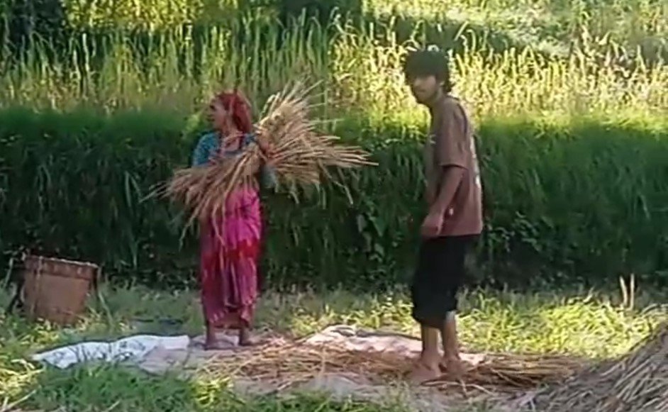 जंगली सूअरों ने उजाड़ी फसल, धूप की हर किरण समेट रही किसान की उम्मीद, पहाड़ में धान की कटाई-मंडाई का दौर, खेतों में दिनभर जुटे ग्रामीण; बची फसल को घर तक पहुंचाने की जद्दोजहद