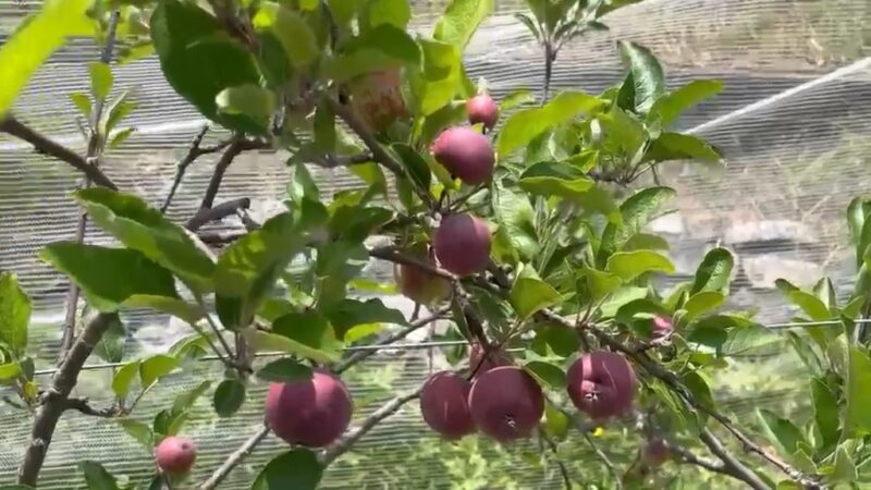 पौड़ी गढ़वाल : उद्यान योजनाओं से छह वर्षों में 30,286 लाभार्थियों तक पहुंचा बागवानी का लाभ