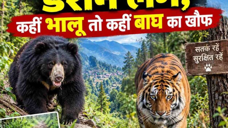 पहाड़ के जंगल अब डराने लगे, कहीं भालू तो कहीं बाघ का खौफ