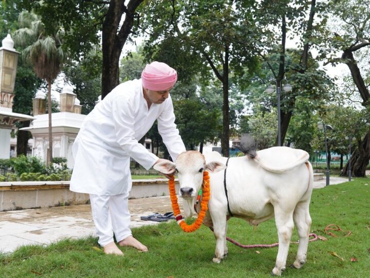 श्री गुरु राम राय विश्वविद्यालय में पहुंची दुनिया की सबसे छोटी नस्ल की नैनो गाय